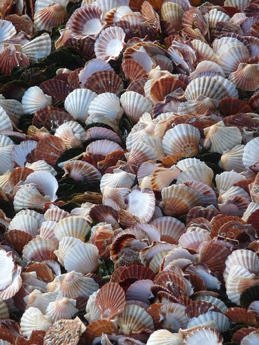 Scallops