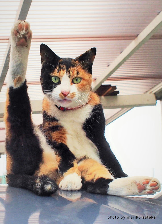 三毛猫は 無敵 フェリシモ猫部