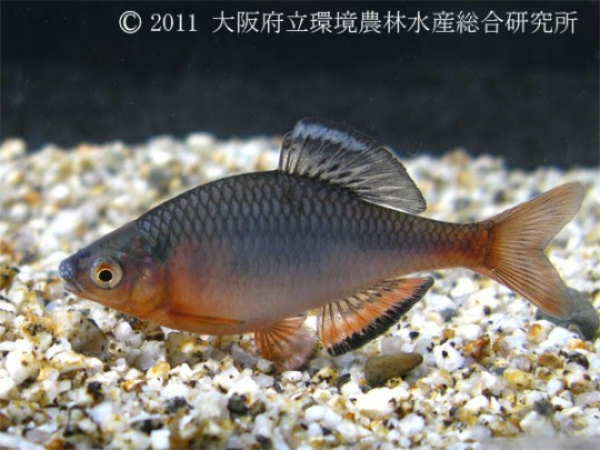 ミヤコタナゴ 淡水魚図鑑 在来種 図鑑 大阪府立環境農林水産総合研究所