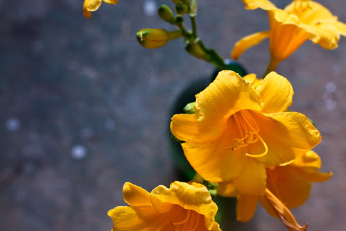 daylilies