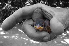 La Naturaleza en nuestras manos