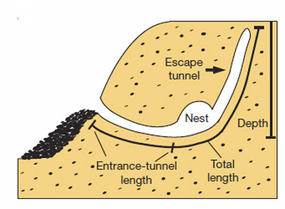 burrow-shape