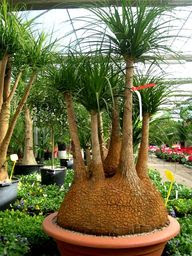 Gorgeous Garden ideas