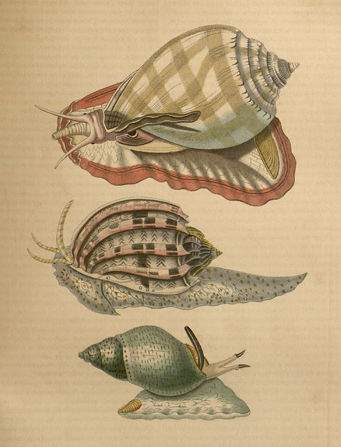 1 Casque bezoar (Cassis glauca) 2 Harpe ventrue (Harpa ventricosa) 3 Buccin ecaille (Buccinium testudineum)