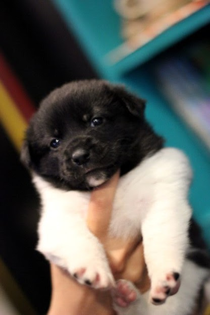 ブチ犬 顔が黒い かわいい 写真共有サイト フォト蔵