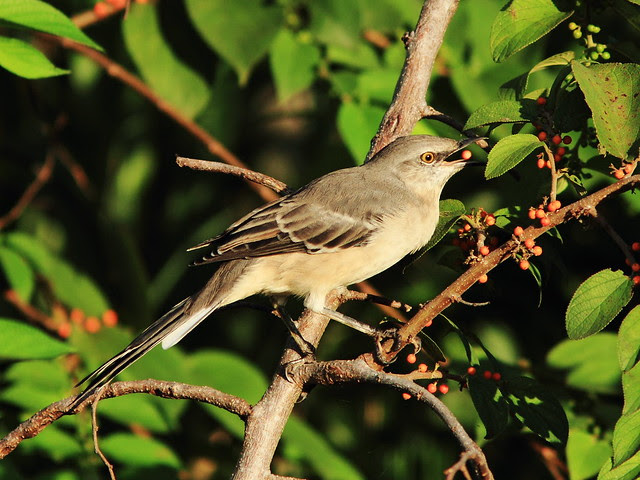 Northern Mockingbird eating Trema 20130920
