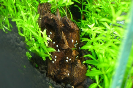 45f 水深16cmの水草水槽 水槽に白い粒が And小ネタ