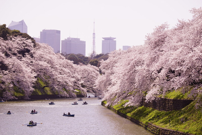 花見の季節に使ってみたい 桜言葉 14選 日本の短歌や俳句に用いられる美しい季語 Goin Japanesque