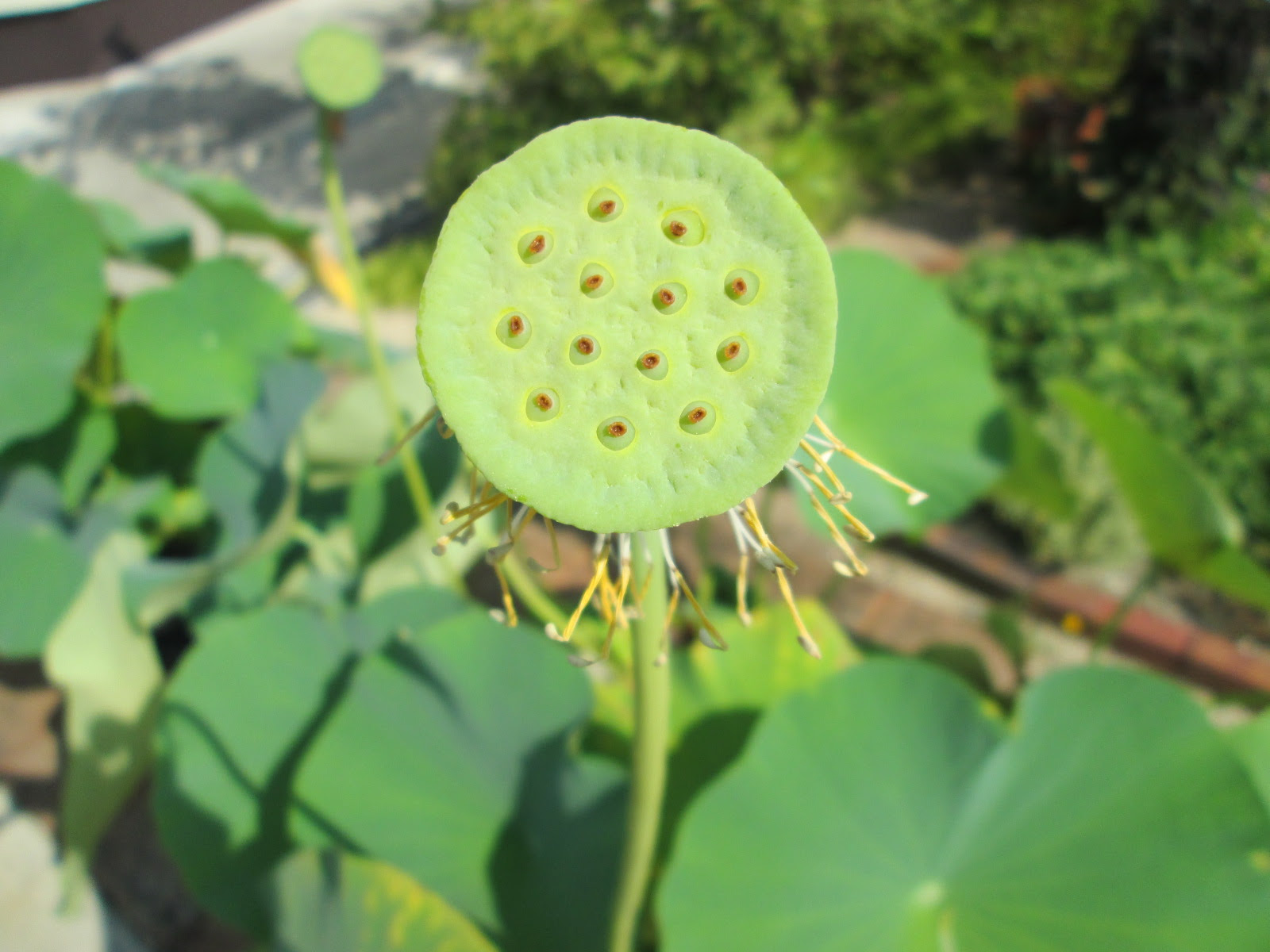 花托の変化 吉備大賀蓮日記