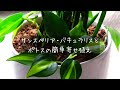 ポトス 寄せ 植え 240748-ポトス寄せ植え相性