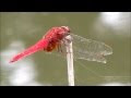 √完了しました！ とんぼ 季節 154591-トンボ 季節