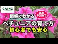 コレクション ペチュニア プランター 植え方 258886-ペチュニア プランター 植え方