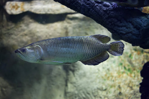 ノーザンバラムンディの餌の赤虫 量や与え方は 熱帯魚 淡水魚 海水魚の図鑑