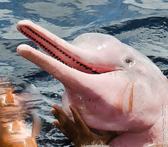 Dolphin-red, the pink dolphin - Boto-vermelho,...