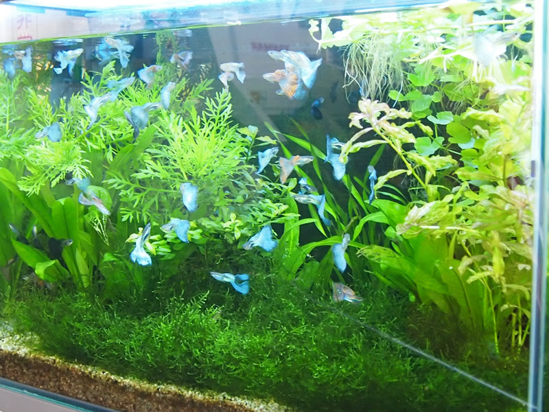 トリミングしてから2週間経ったグッピーの水槽 雅アクア