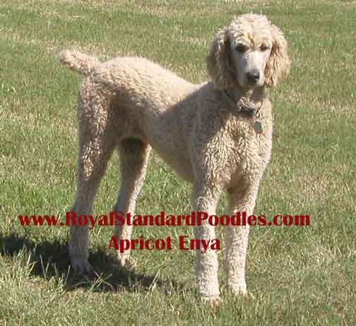 Standard Poodle Puppies For Sale