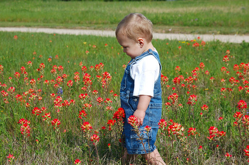 Indian Paintbrush