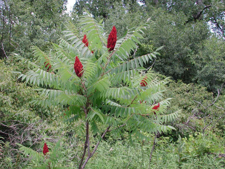 http://www.all-creatures.org/pica/ftshl-sumac-sh-06.jpg