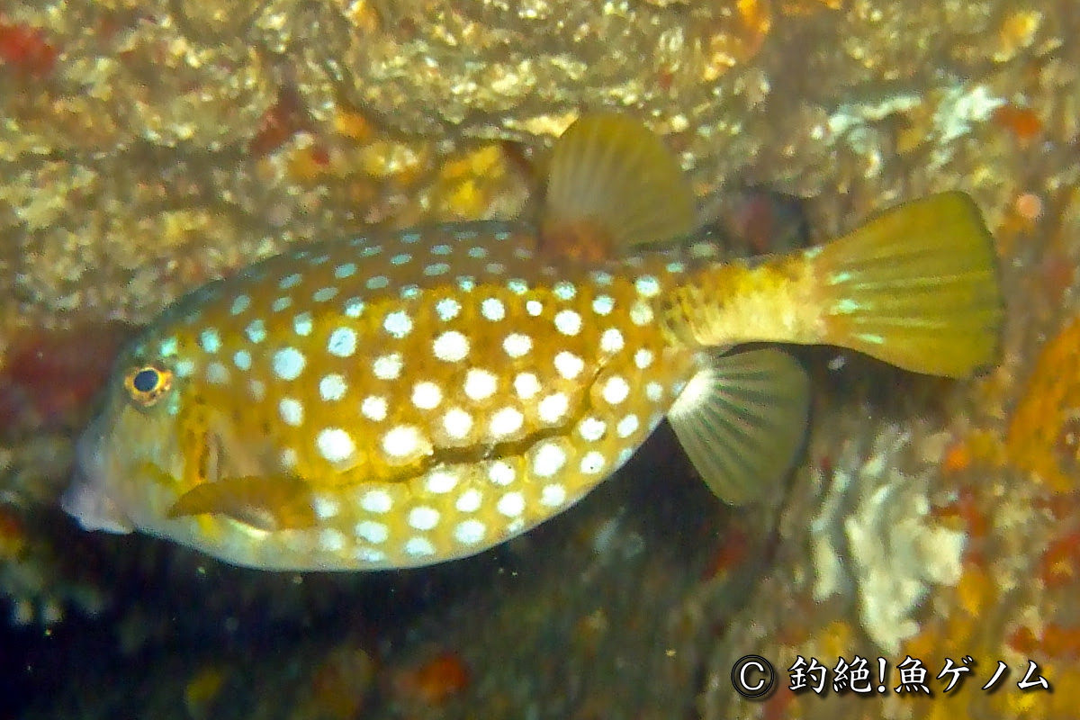 ハコフグ専門 釣絶 魚ゲノム