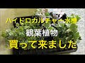 √1000以上 観葉 植物 水槽 336629-観葉 植物 ハイドロ カルチャー 水槽