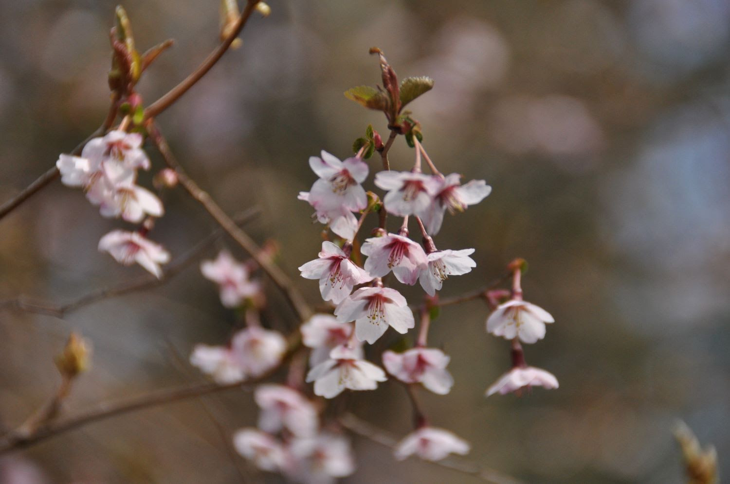 丹沢のビジターセンター 花ごよみ 丹沢山地に咲く花