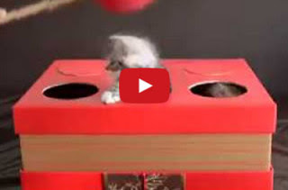 Kitten Whac-A-Mole Isn't As Morbid As It Sounds