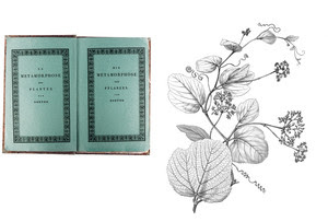 Reprodução de espécie no livro Flora brasiliensis, de Martius, autor de uma teoria sobre a “tendência espiral das plantas”