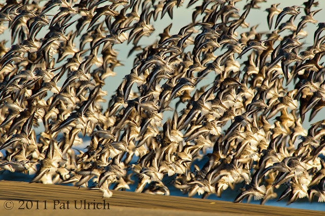 Tight flight formation of sandpipers