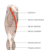 Names Of Muscles In Legs - Leg Definition Bones Muscles Facts Britannica : He has written many articles on human anatomy and physiology.