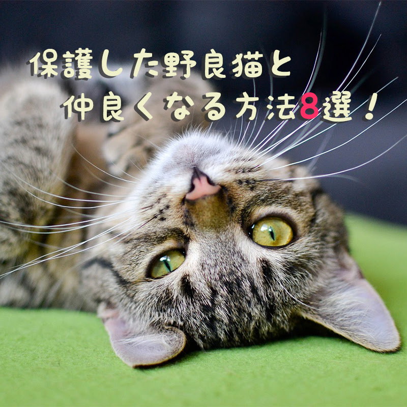 保護した野良猫と仲良くなる方法8選 なつかない理由とは
