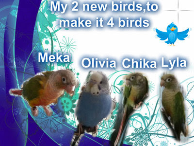 Tailfeathers Bird Community