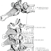 Thoracic Vertebrae Are So Named Because They
