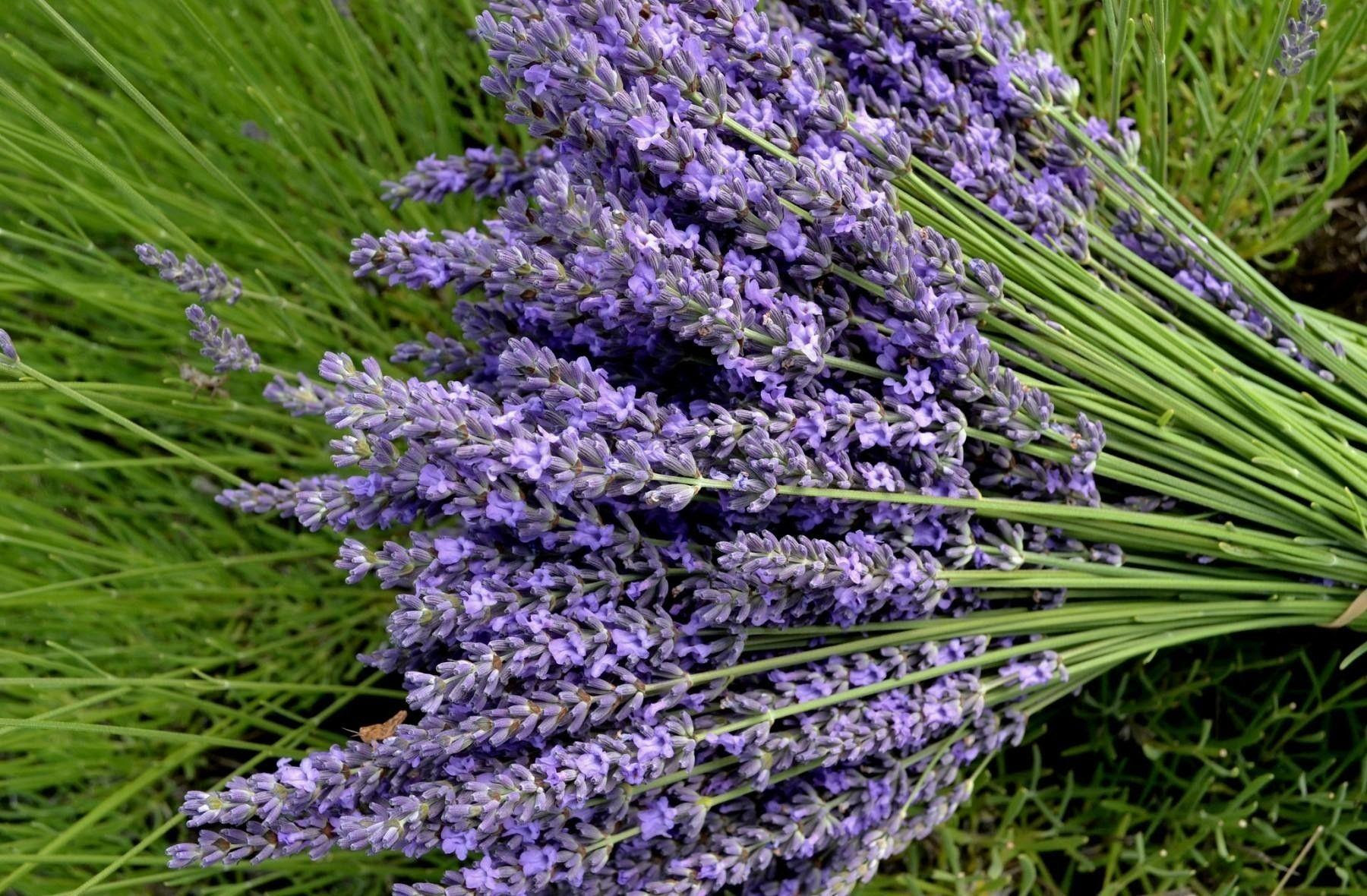 Lavender Flower Wallpapers Wallpaper Cave Lavender Flower Wallpapers Wallpaper Cave