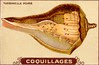 coquillages4