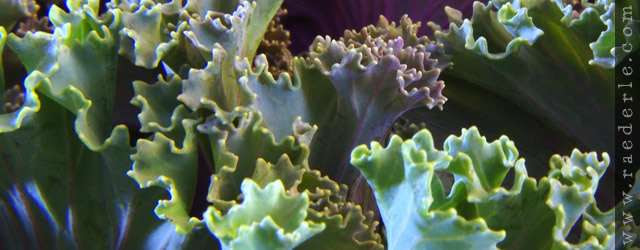 Kale photograph by Raederle 2012