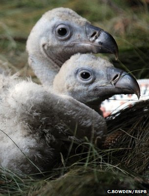 Long-billed vulture chicks (Image: Chris Bowden/RSPB)