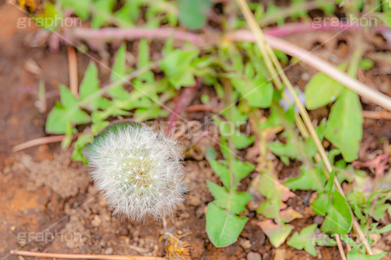 野に咲く綿毛 グラフォン無料素材