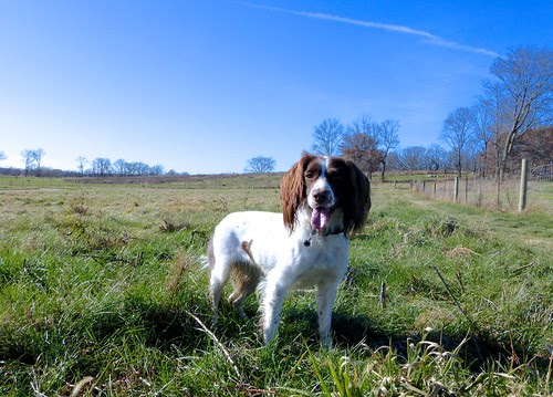Daisy