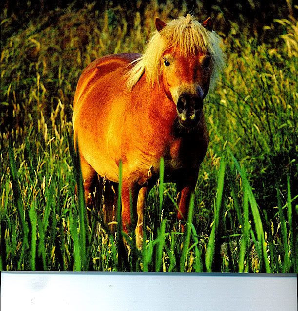 weird pony Pictures, Images and Photos