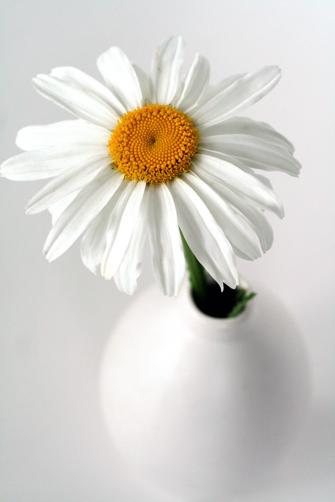 Sweet Daisy