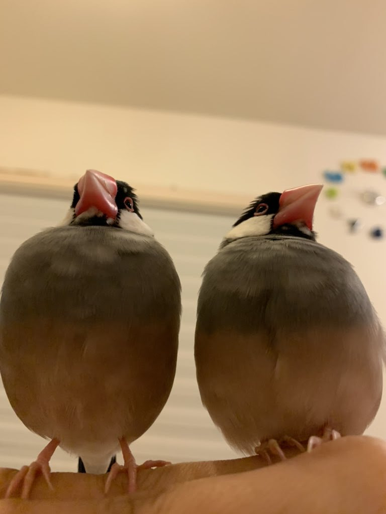 文鳥 In 魔女の宅急便のさ パン屋のオソノさんの旦那さんさ フクオさんっていう名前らしいの 画像はフクオさんじゃなくて うちの文鳥です