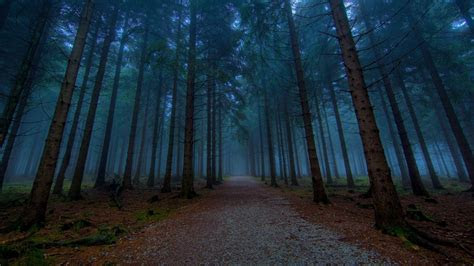 dark forest wallpapers wallpaper cave
