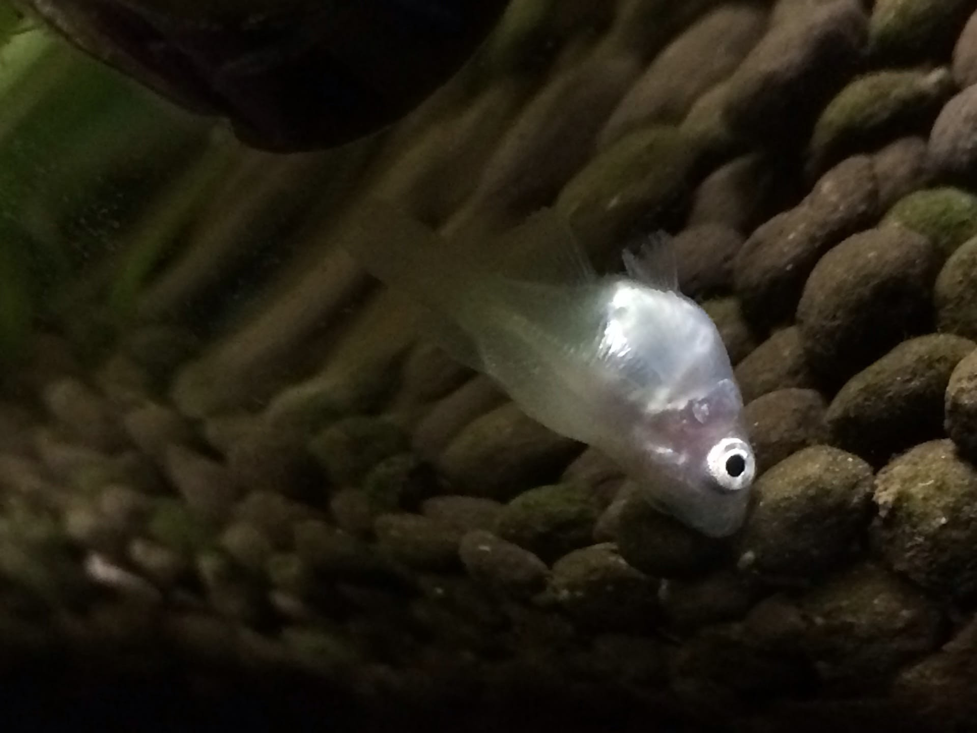 メダカ 冬眠 ぴよぴよの撮ったりなかったり