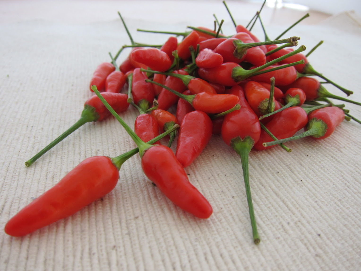 島唐辛子 しまとうがらし 沖縄百科事典 あじまぁ