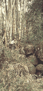 Trekking, adventure, excitement, country side - beautiful surroundings to travel in, lots of wild rimboe and bamboe.