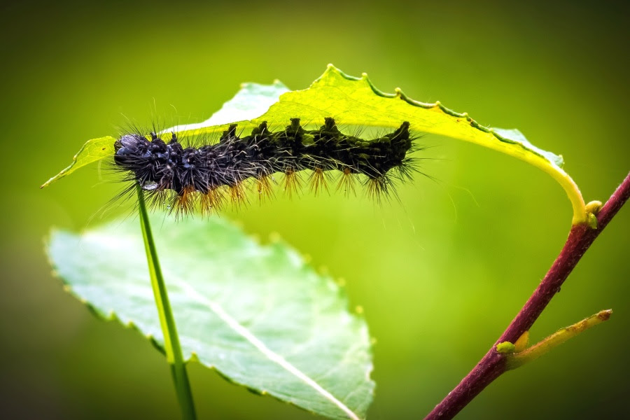 Zonneluifel makro