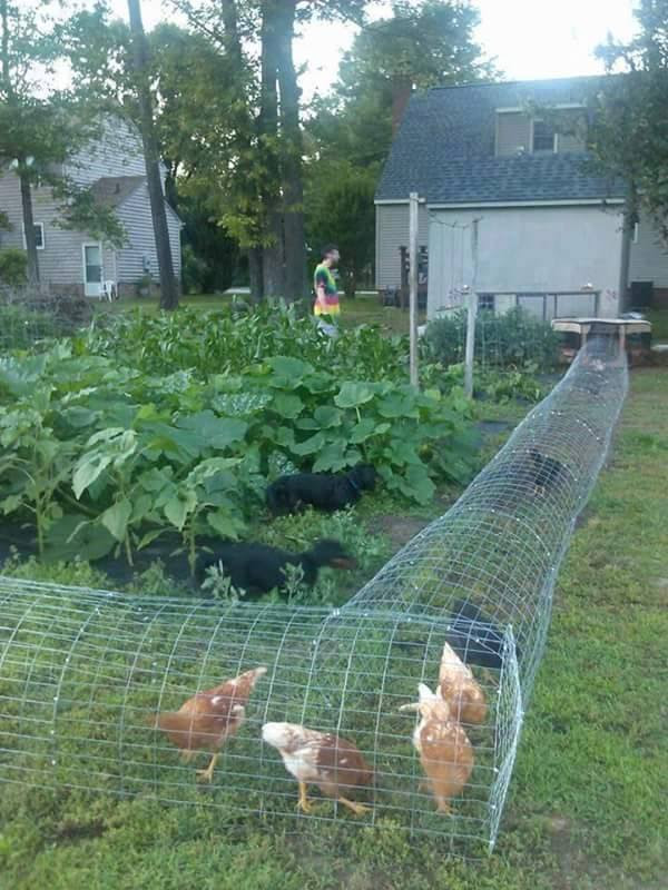 How To Make DIY Chicken Tunnels | How To Instructions