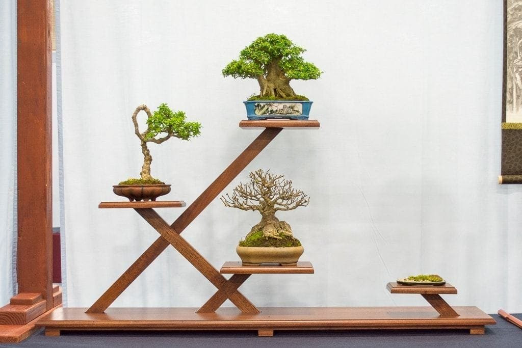 Bonsai dan Feng Shui: Ngasih Jiwa pada Rumah, Nikmatin Segala Rezeki
