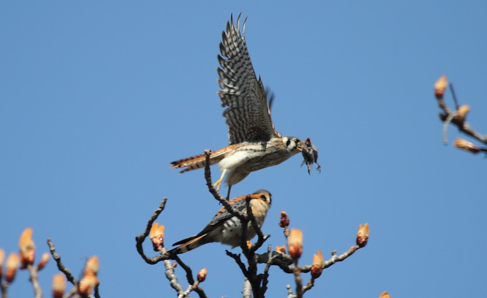 Kestrel Prey Transfer