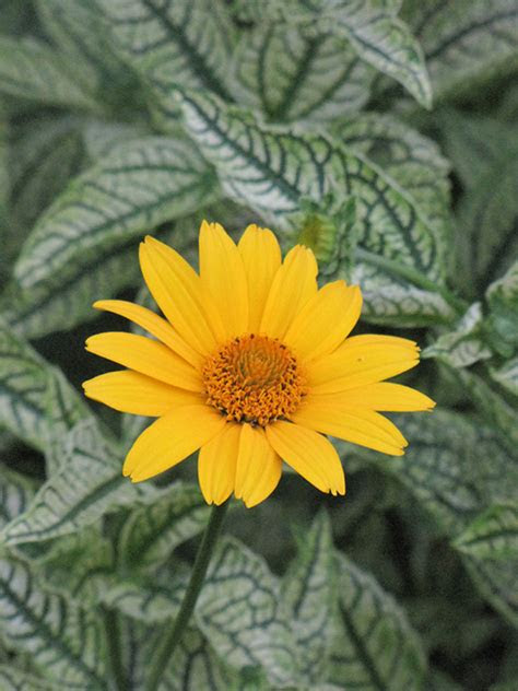 Perhaps you are looking at packets of perennial flower seeds and are wondering which ones are the best and the easiest to grow. Loraine Sunshine False Sunflower (Heliopsis helianthoides